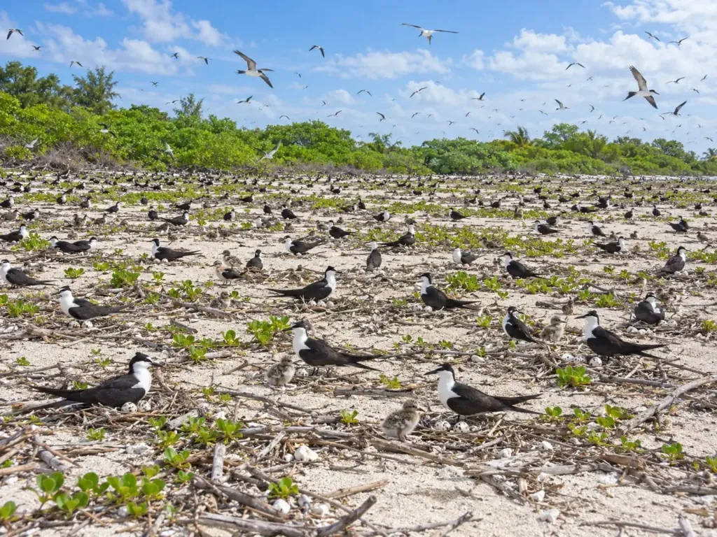 Scooty Terns, Bird Island, Seychelles