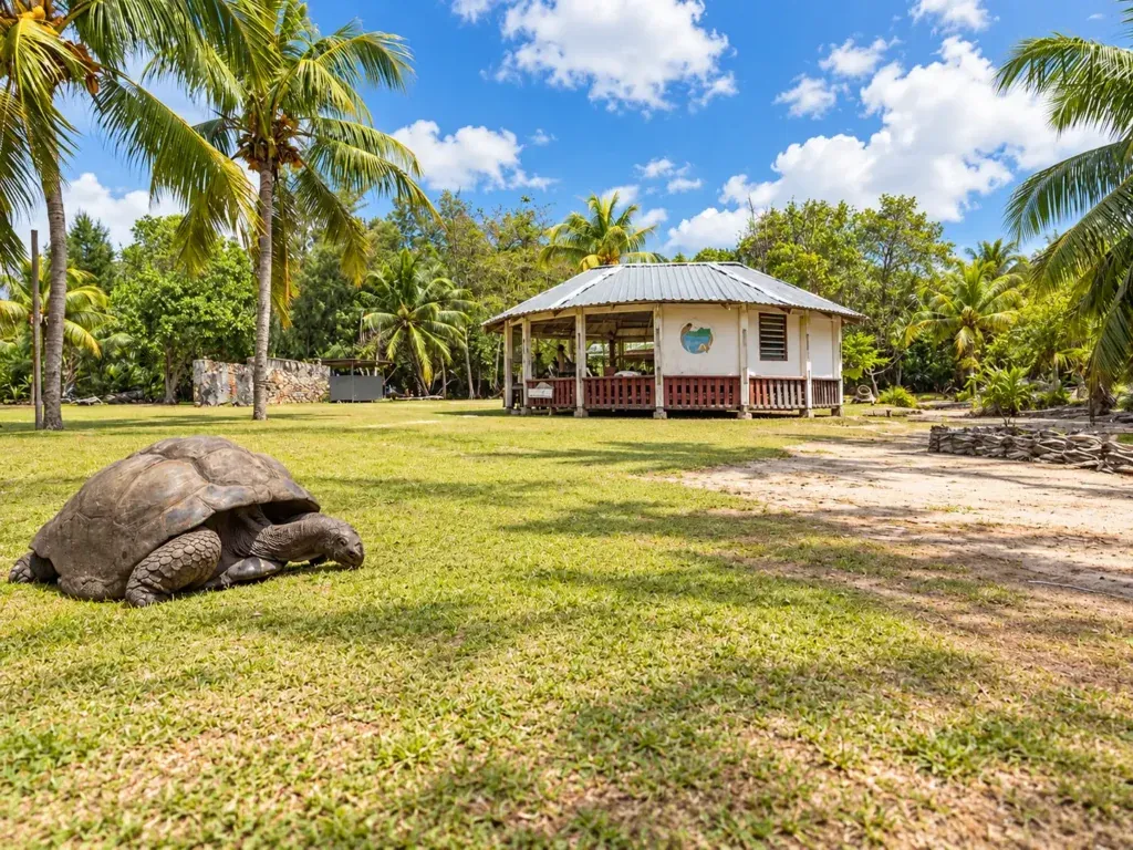 Aldabra giant tortoise, Curieuse Island, Seychelles