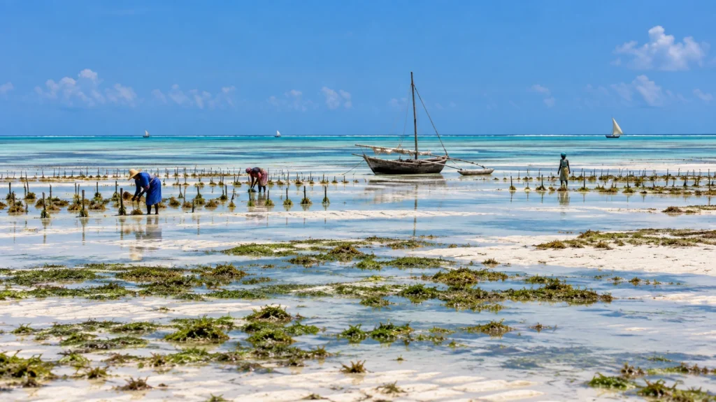 Zanzibar east coast at low tide